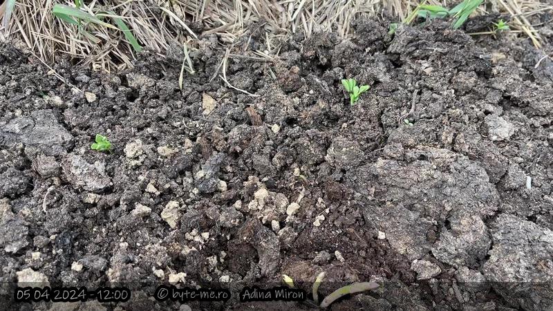 Mazarea si sparanghelul incep sa iasa 